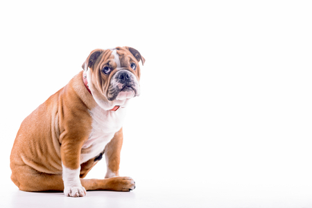 Sad puppy of English bulldog on white background with blank spaceの写真素材