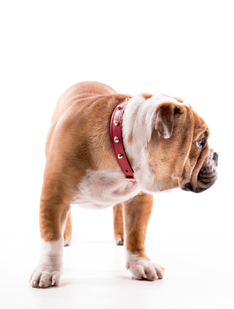 English bulldog pup on white backgroundの写真素材
