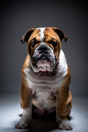 Portrait of cute English bulldog pup in the studio,low keyの写真素材
