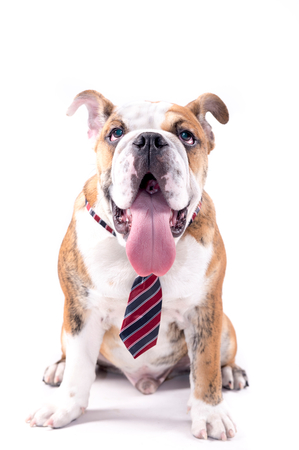 English bulldog pup with tie posing on white backgroundの写真素材