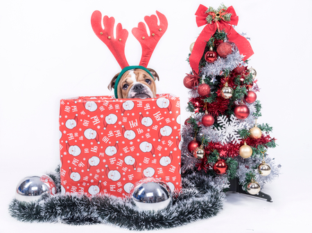 Little pup of English bulldog in Christmas box,isolated on whiteの写真素材