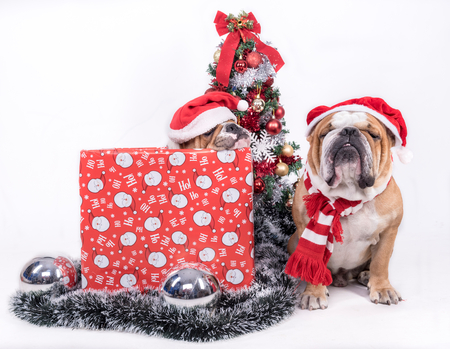 Sleeepy English bulldogs with Christmas tree,isolated on whiteの写真素材