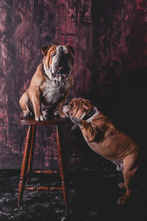 Playful English bulldogs in the studioの写真素材