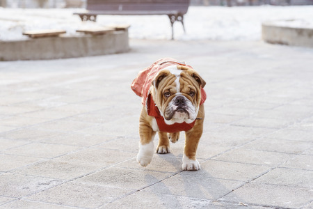English bulldog pup walking in outdoor,selective focusの写真素材