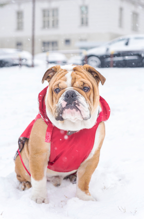 English bulldog outdoor on the snow day,selective focus の写真素材