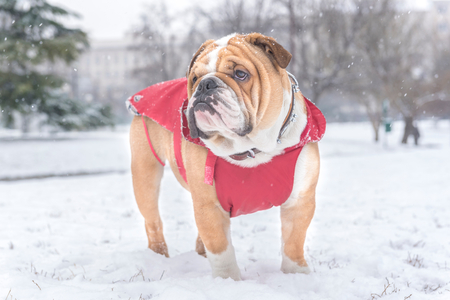 Little bulldog outdoor in the park during snow storm,selective focus の写真素材