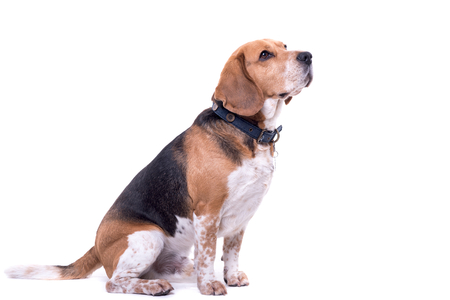 Cute beagle isolated on white backgroundの写真素材