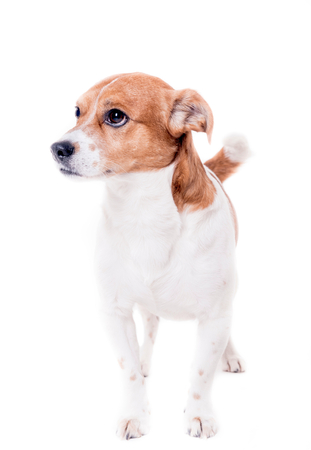 Jack russell terrier pup in the studio,selective focusの写真素材
