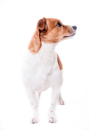 Jack russell terrier pup isolated on white backgroundの写真素材