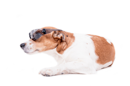 Jack russell terrier with glasses isolated on whiteの写真素材