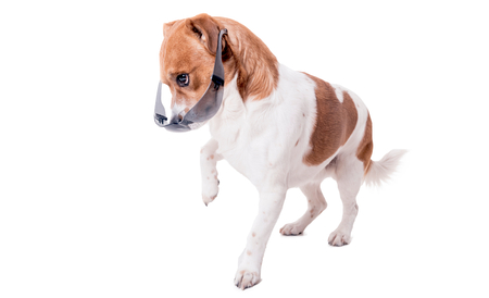 Jack russell terrier pup with glasses isolated on white backgroundの写真素材