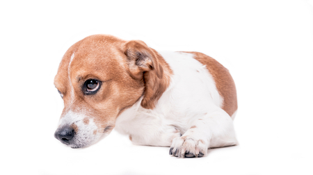 Jack russell terrier pup lay down,isolated on white backgroundの写真素材