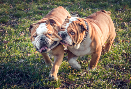 Playful English bulldogs outdoor,selective focus and blurred motionの写真素材