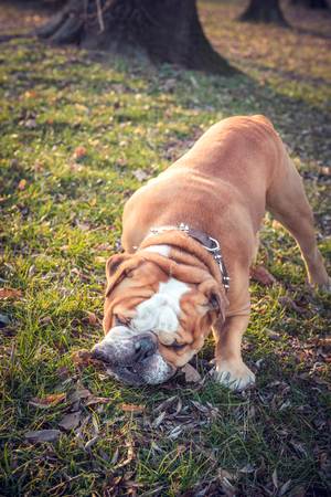 English bulldog playing in the wood,selective focusの写真素材