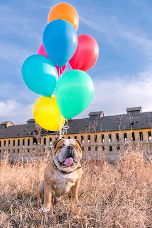 Happy dog outdoor with colorful balloons,selective focus の写真素材