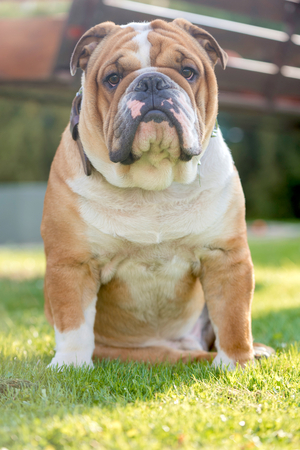 Young male of English bulldog posing outdoor,selective focus の写真素材