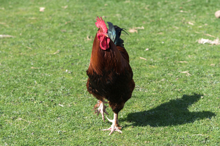 Big cock walking outdoor,selective focus の写真素材