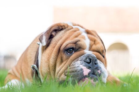 English bulldog portrait in the grass,selective focus の写真素材