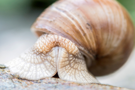 Macro shoot of snail in the house,selctive focus の写真素材