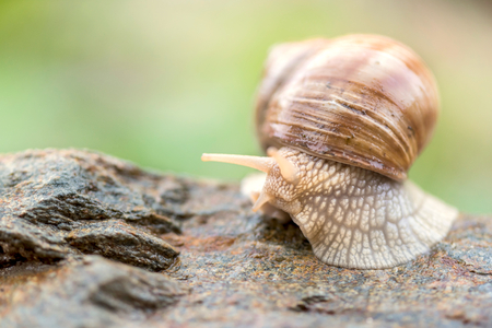 Domestic snail on the stone,selective focus の写真素材