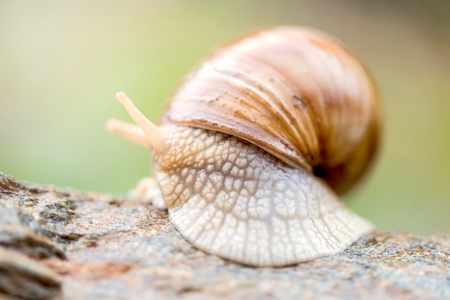 Snail on the stone,selective focus の写真素材