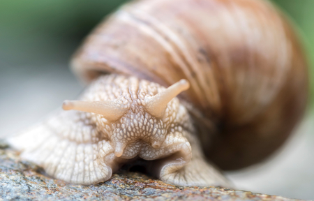 Macro shoot of the snail,selective focus の写真素材