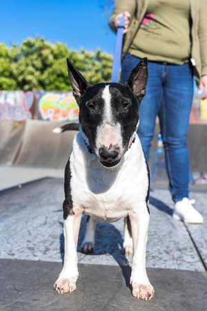 Bull terrier posing outdoor at skate park,selective focusの写真素材