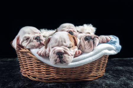 English bulldog puppies sleeping in the basket,selective focusの写真素材