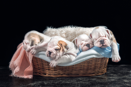 Cute English bulldog puppies sleeping in the wooden basketの写真素材