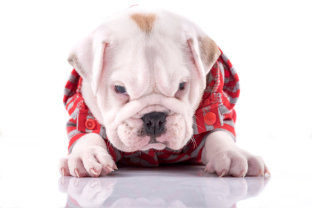 Little English bulldog puppy with angry faceの写真素材