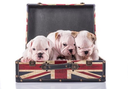 Cute English bulldog puppies in suitcase on white backgroundの写真素材
