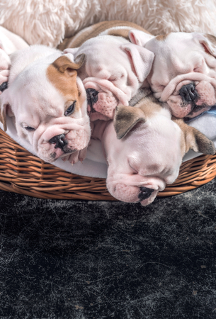 Cute English bulldog puppies sleepy in the basketの写真素材