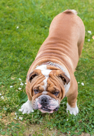 English bulldog looking at camera,selective focusの写真素材