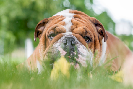 Portrait of cute English bulldog in the grass,selective focusの写真素材