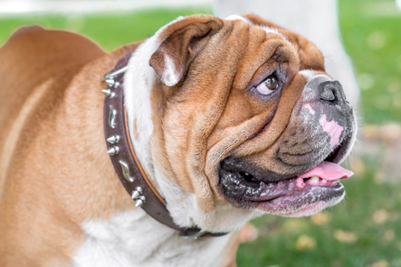 English bulldog portrait close up,selective focusの写真素材