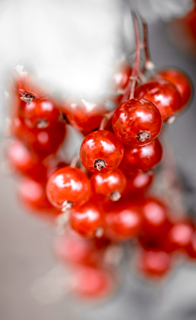 Close up to organic red currant,selective focus