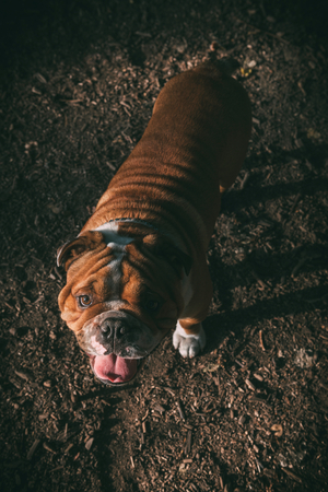 Portrait of young English bulldog outdoor in low lightの写真素材