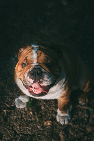 Portrait of cute English bulldog in low lightの写真素材