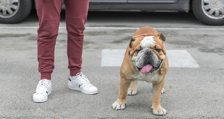 Big English bulldog standing by his ownerの写真素材