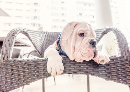 Cute puppy of English bulldog on the chair,selective focusの写真素材