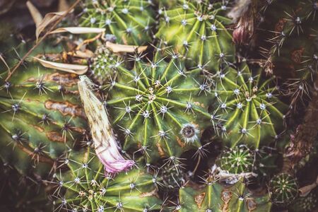 Varieties of cactus as the background,selective focus 