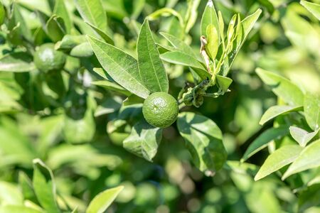 Lime tree with fruits,selective focus 