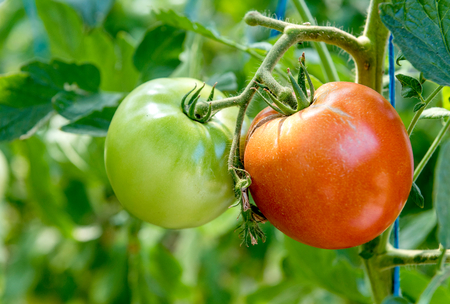 Green and red tomatoes on the tree,selective focusの写真素材