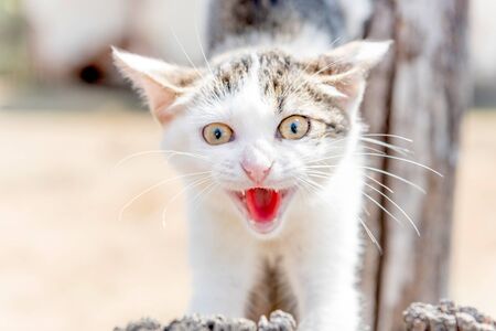 Portrait of little and angry cat,selective focusの写真素材