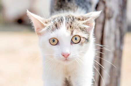 Close up portrait of little cat,selective focusの写真素材
