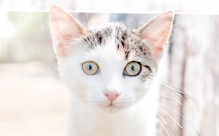 Portrait of little white cat,selective focusの写真素材