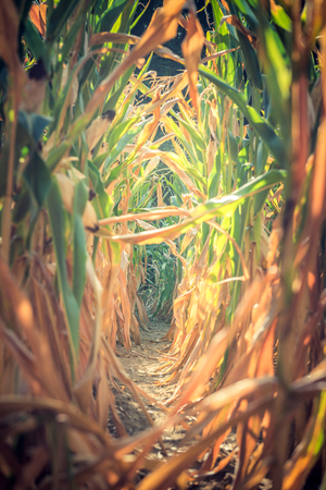 Road in the middle of corn plants fieldの写真素材