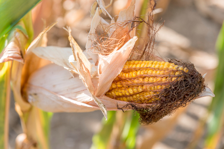 Young harvest of the corn,selective focusの写真素材