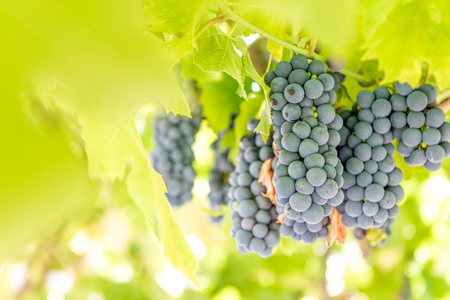 Branches of red wine growing in fields,selective focus and blank spaceの写真素材