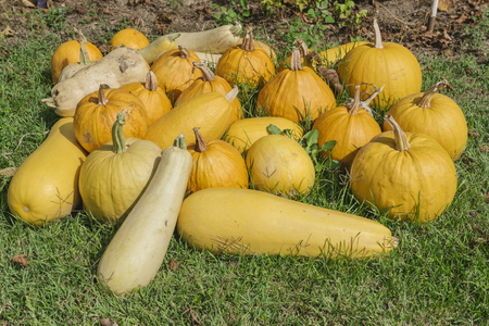 Raw pumpkins on the grass,selective focusの写真素材